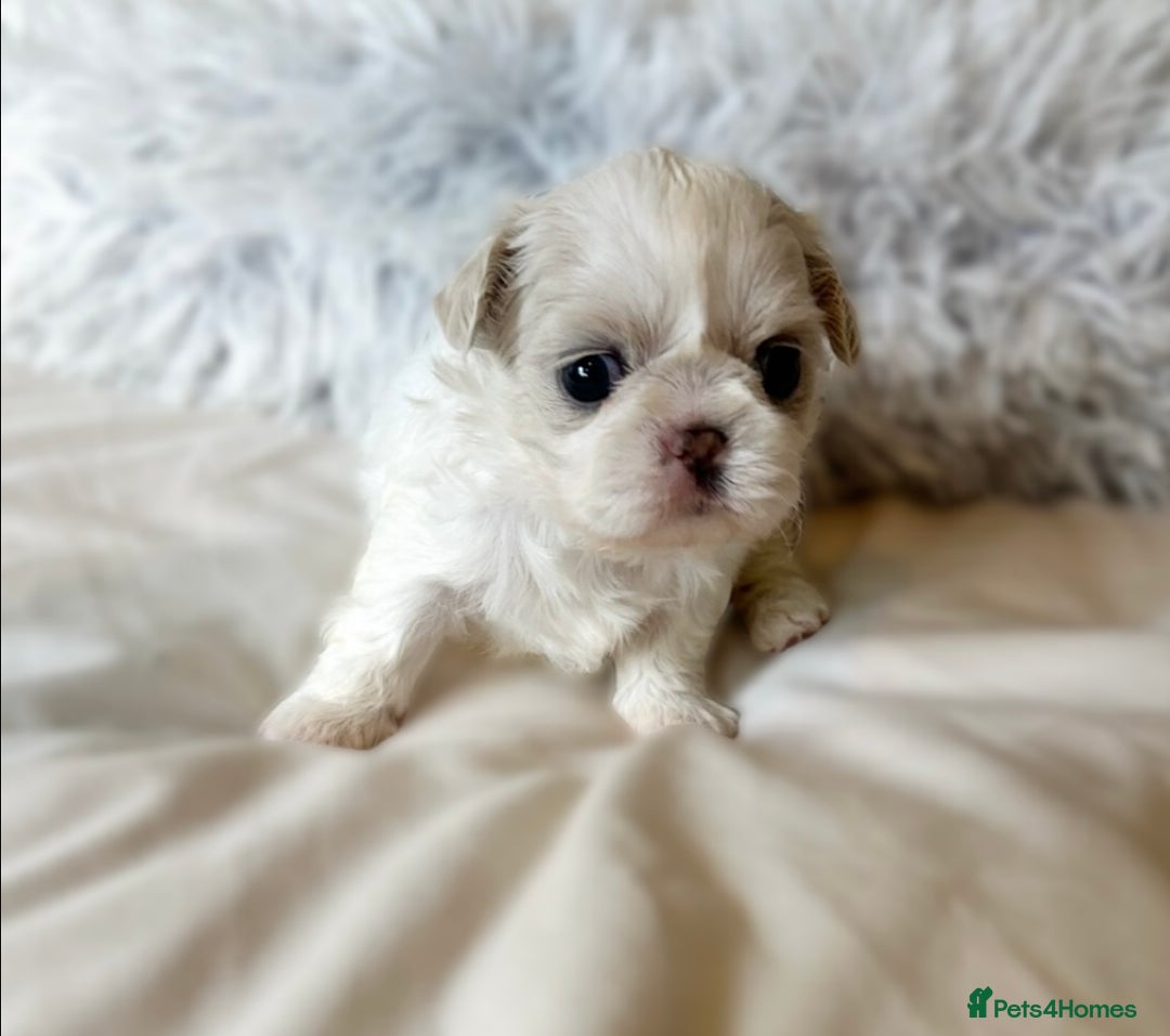 Shih Tzu dogs for sale: ✨✨Stunning Imperial puppies ✨✨ - Image 8