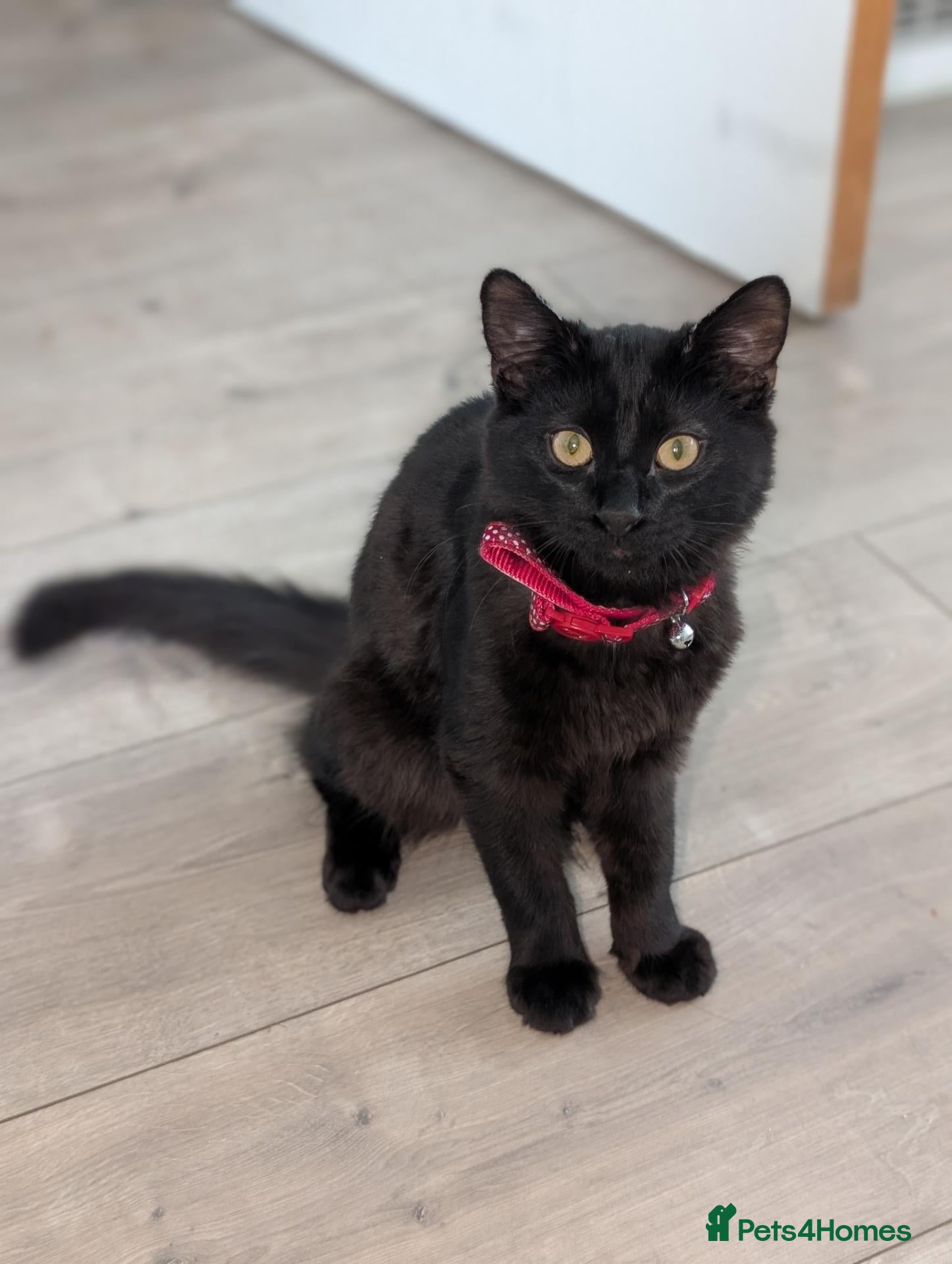Mixed Breed cats Black male cat for rehoming  - Advert 5