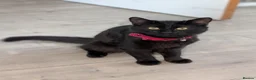 Mixed Breed cats for sale: Black male cat for rehoming  - Advert 1