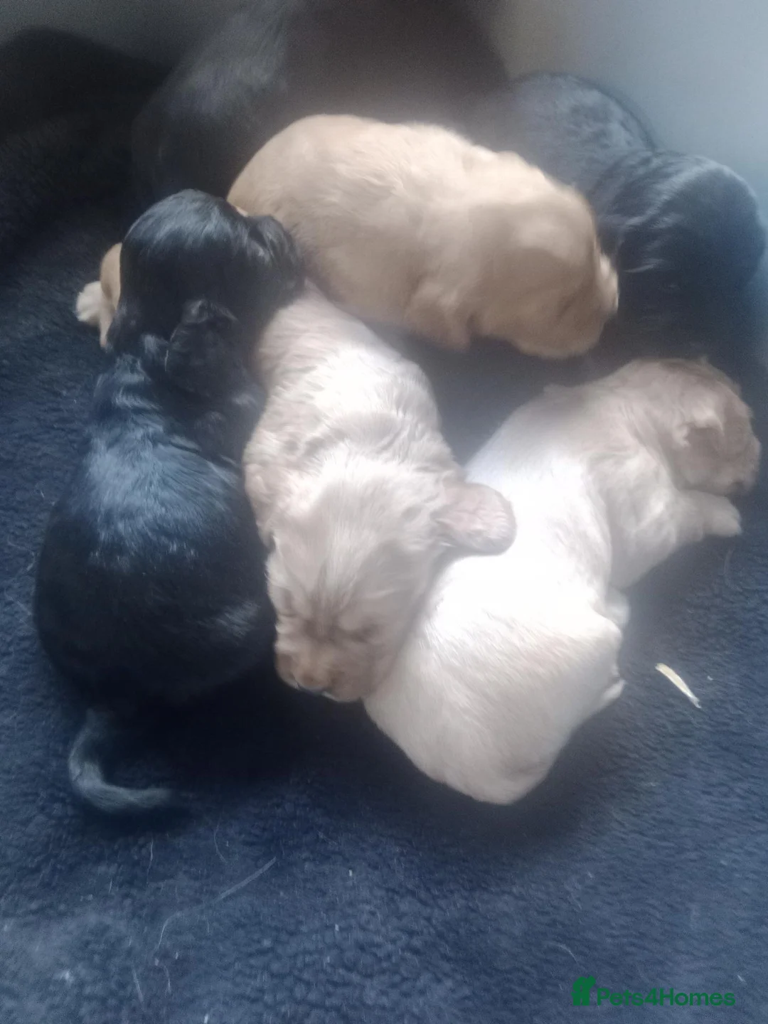 Cocker Spaniel dogs for sale: 4 gorgeous pups left from a litter of 7  - Advert 14