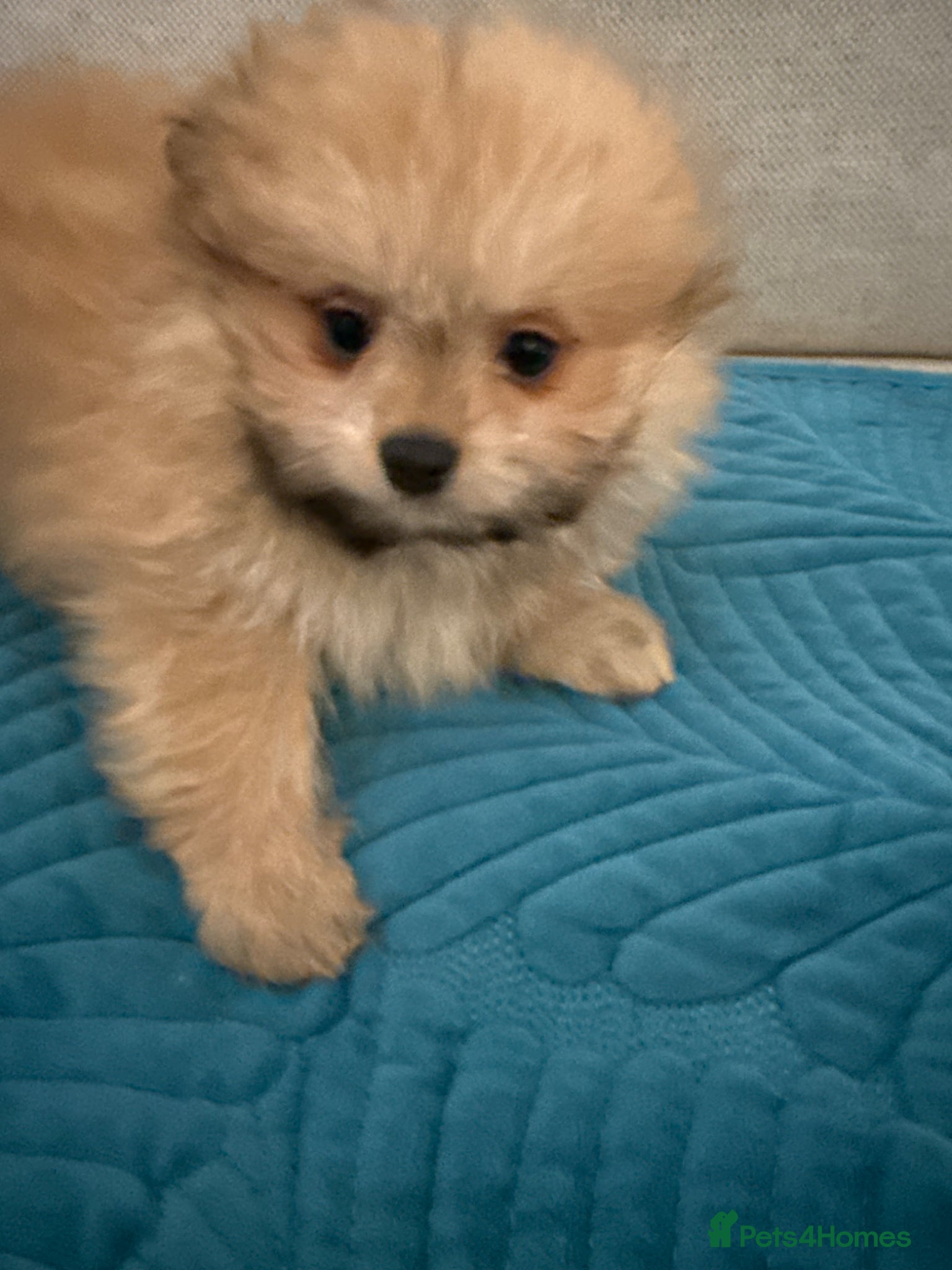 Mixed Breed dogs RARE Shihtzu x Pomeranian health checked  - Advert 1