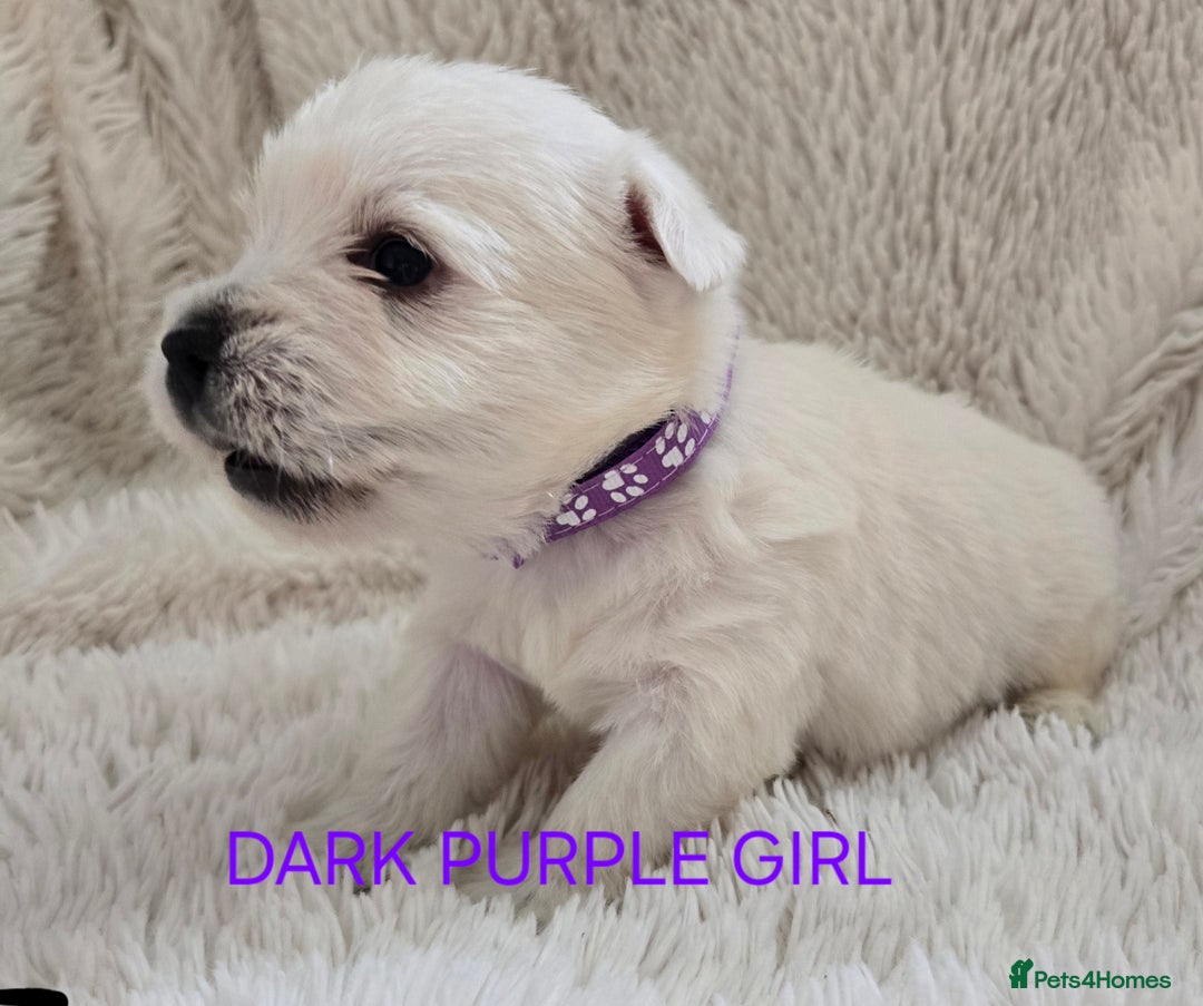 West Highland Terrier dogs for sale: STUNNING WEST HIGHLAND TERRIER PUPPIES  - Image 6