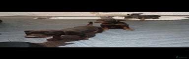Dobermann Puppy 2