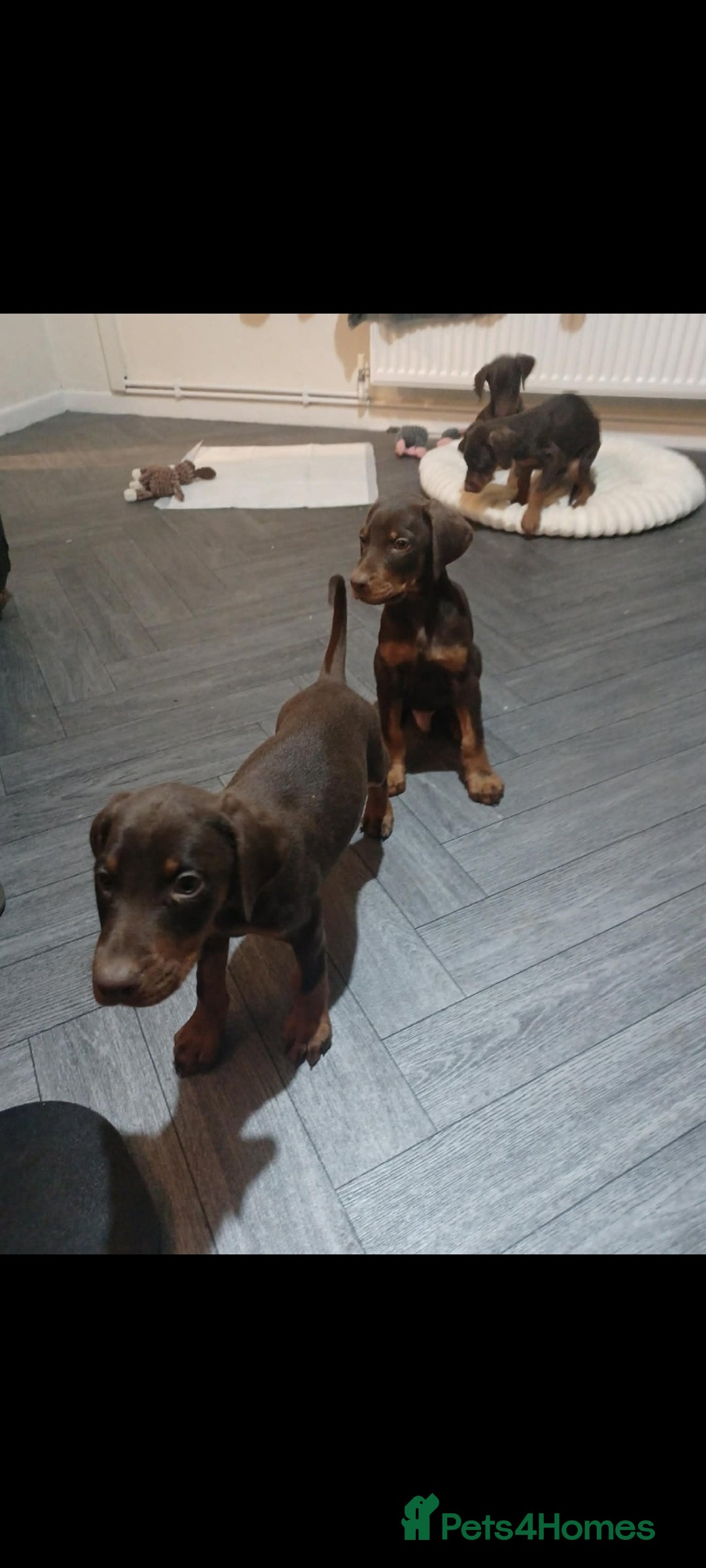 Dobermann dogs for sale: Beutifull doberman puppies  - Advert 10
