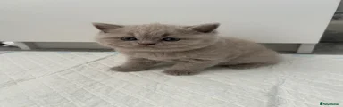 British Shorthair 1