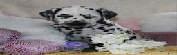 Dalmatian dogs for sale: Top quality Dalmatian puppies - Advert 9
