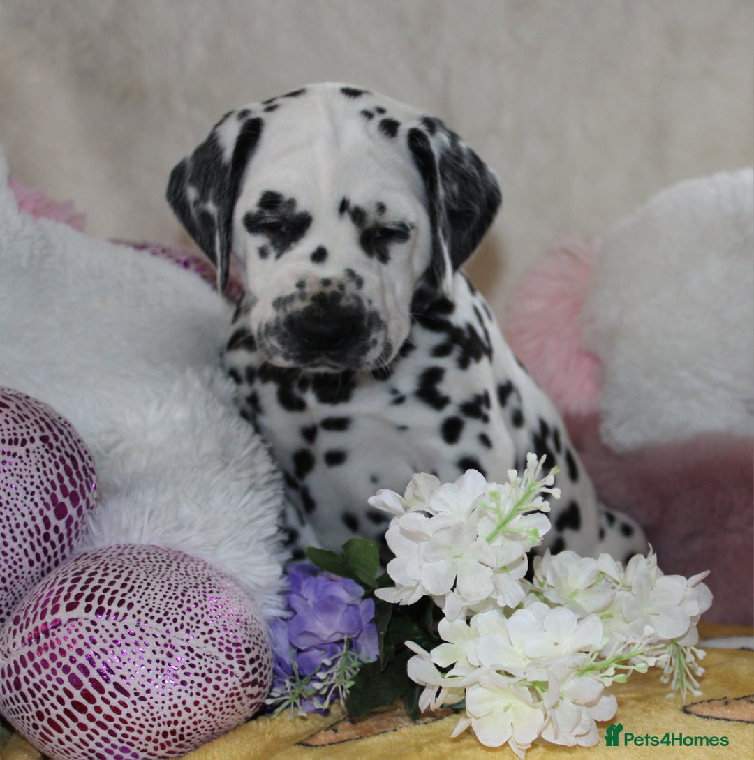 Dalmatian dogs for sale: Top quality Dalmatian puppies - Advert 9