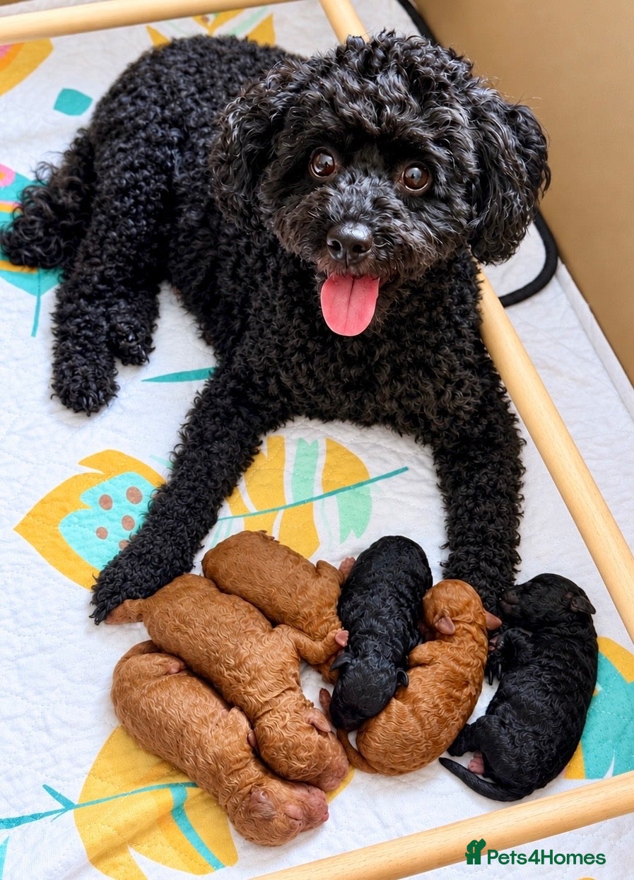 Toy Poodle dogs 🐾 Purebred Toy Poodle Puppies – £1,800 Each 🐾 - Advert 1