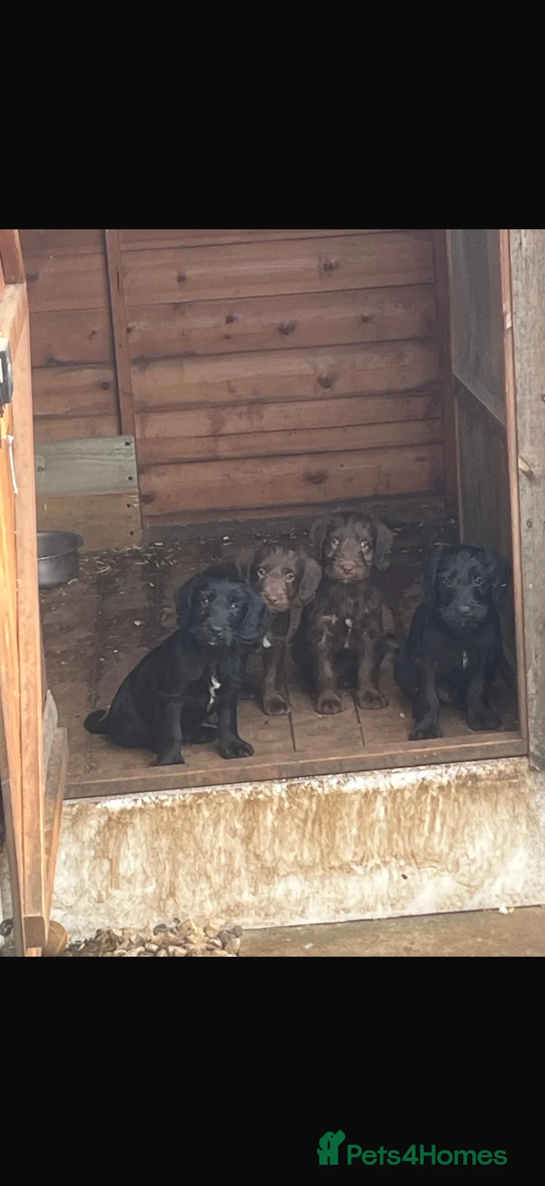 Mixed Breed dogs for sale: Bedlington x cocker  - Advert 10