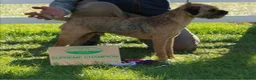Border Terrier dogs for sale: Border terrier pups  - Advert 13