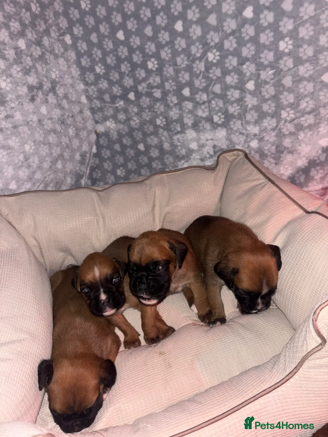Boxer dogs for sale: 8 beautiful Boxer puppies - Advert 4
