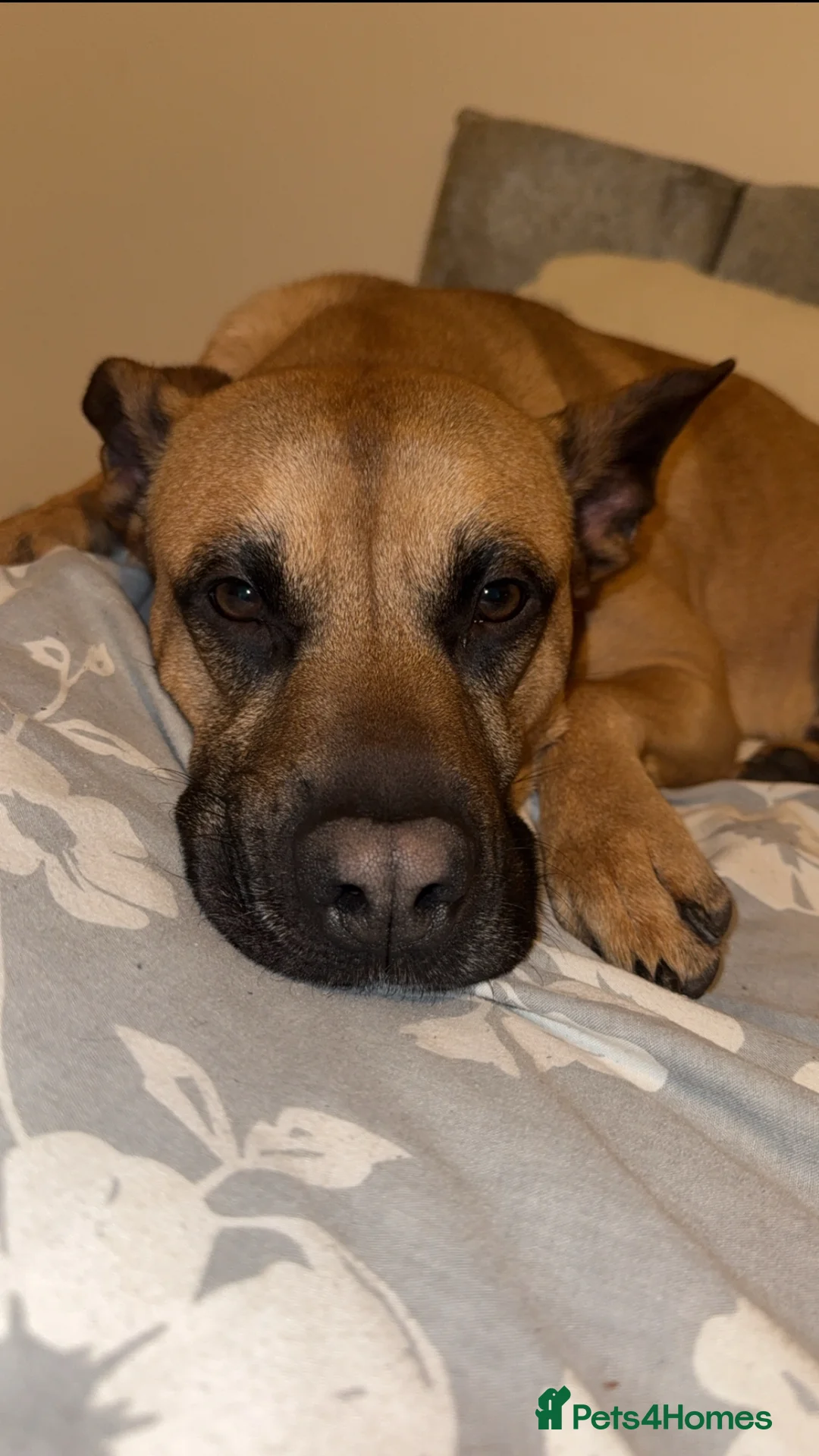 Mixed Breed dogs for sale: 10 puppy’s 6 boys 4 girls ready in 6 weeks  - Advert 18