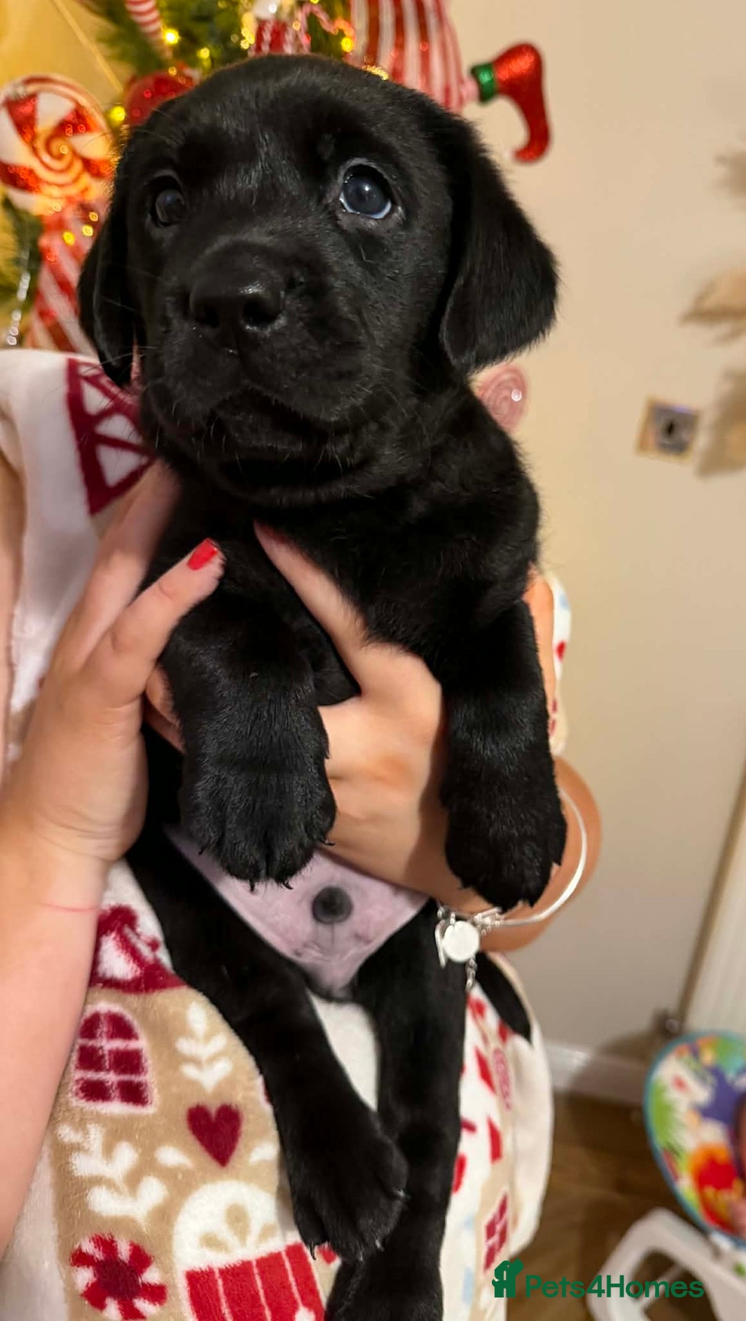 Labrador Retriever dogs for sale: (REDUCED) KC registered Labradors  - Advert 28