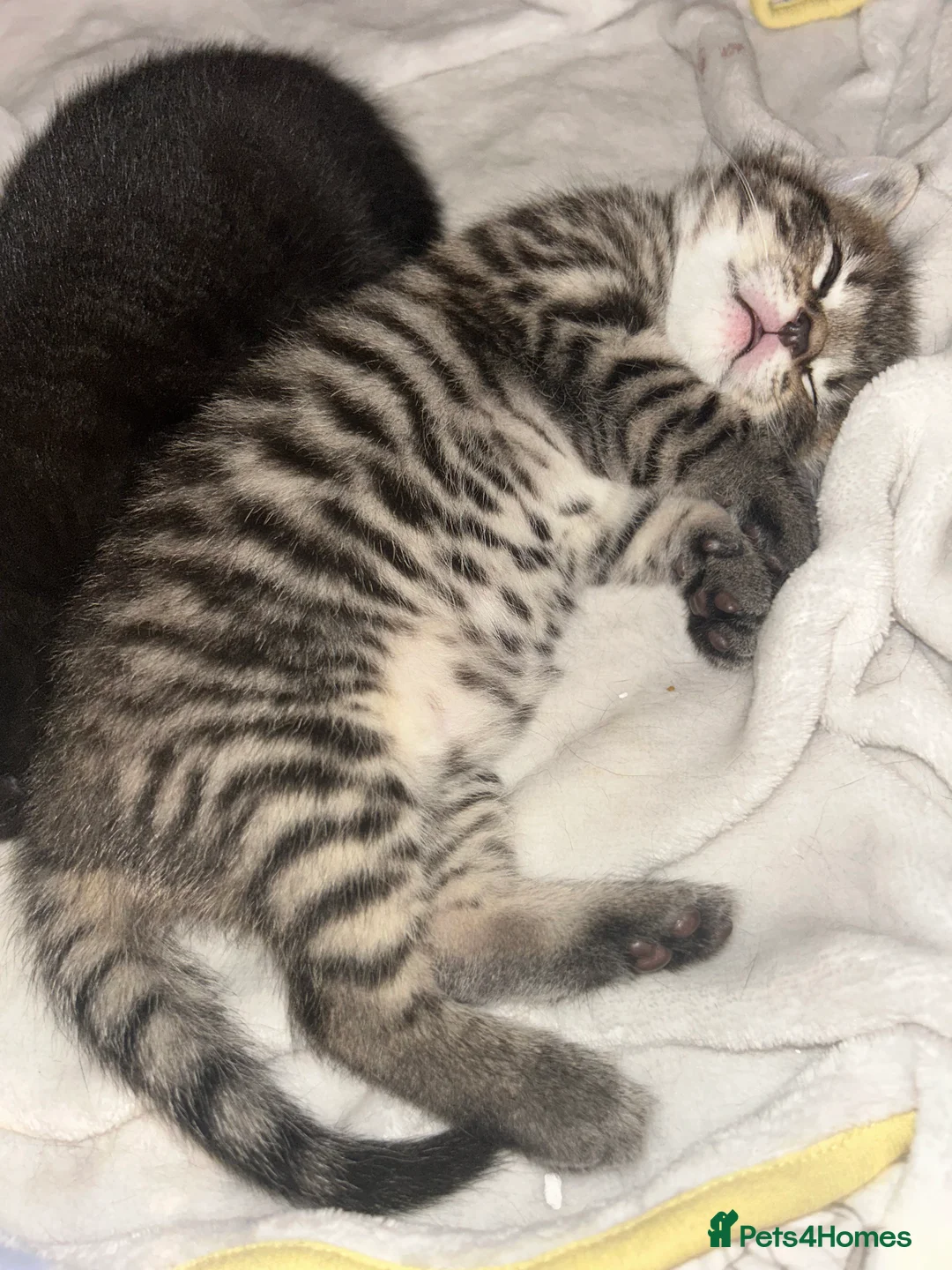 Mixed Breed cats for sale: Beautiful kittens  - Advert 15