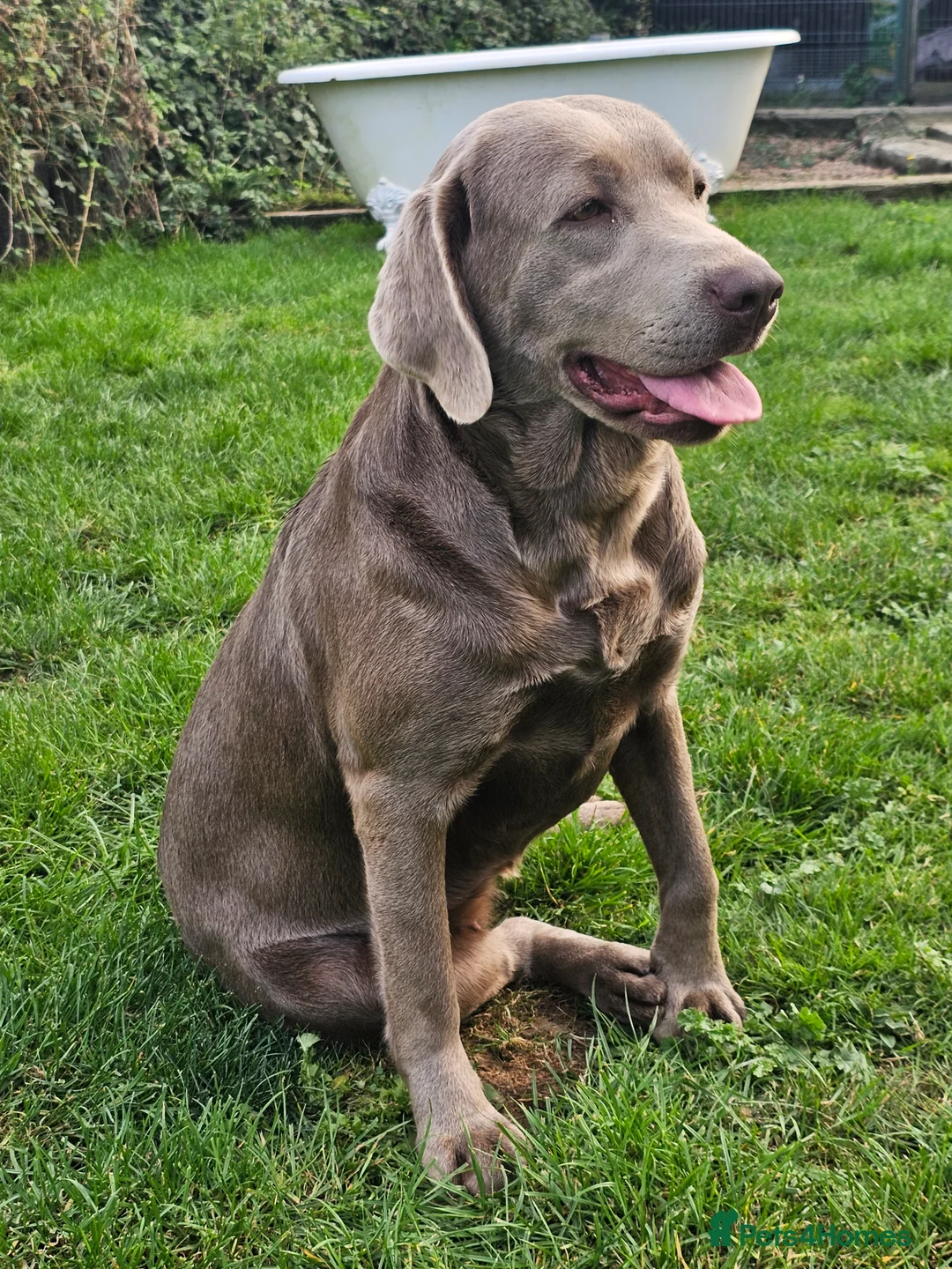 Labrador Retriever dogs for sale: 7 BEAUTIFUL KCREG LABRADORS. HEALTH TESTED PARENTS - Advert 26