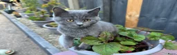 Mixed Breed cats for sale: Mixed British Shorthair  - Advert 7