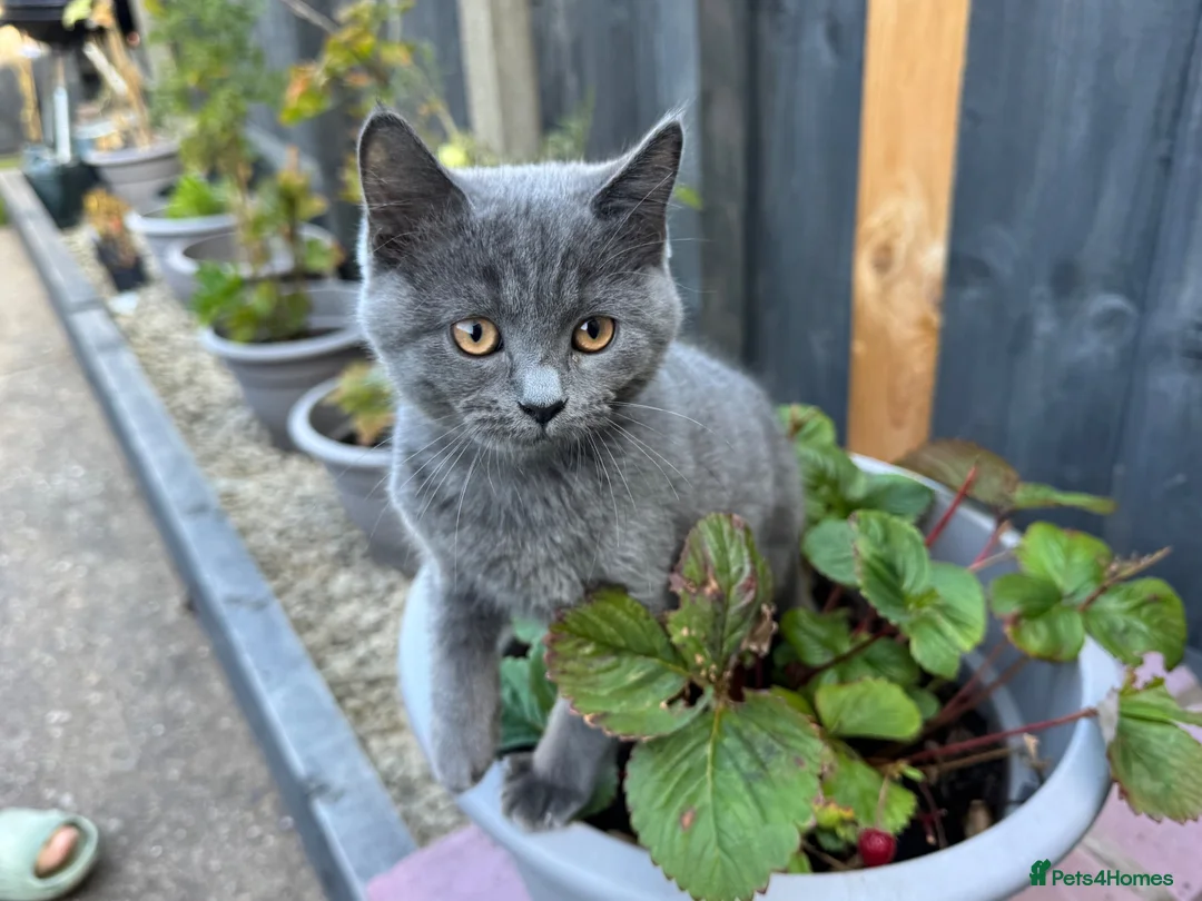 Mixed Breed cats for sale: Mixed British Shorthair  - Advert 7