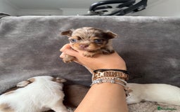 Chihuahua dogs for sale: Long hair chihuahua puppies  - Image 23