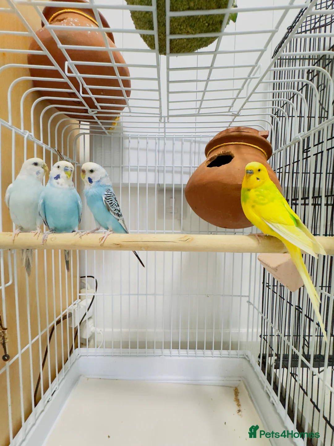 Budgerigars birds for sale: 2 breeding pair budgies in Wembley - Advert 5