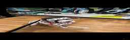 Dalmatian dogs for sale: Oreo  in Glasgow - Advert 3