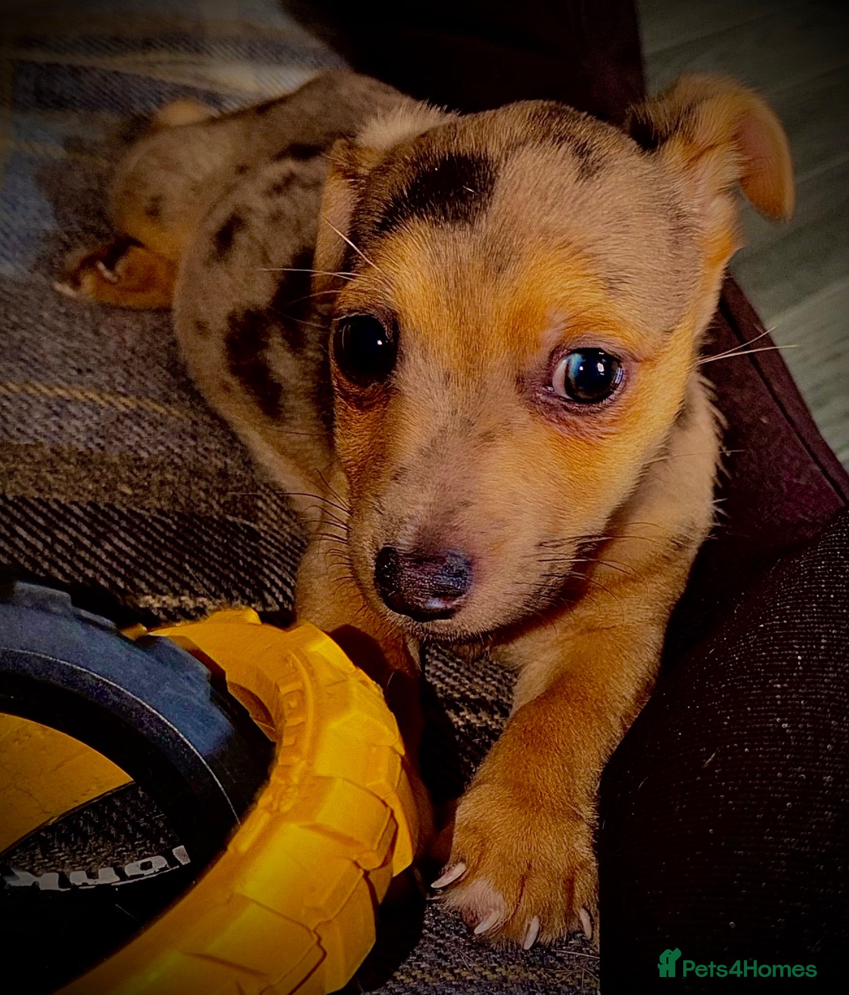 Jack Russell dogs  REDUCED Rainbow jack russell READY TO LEAVE NOW!! - Advert 12