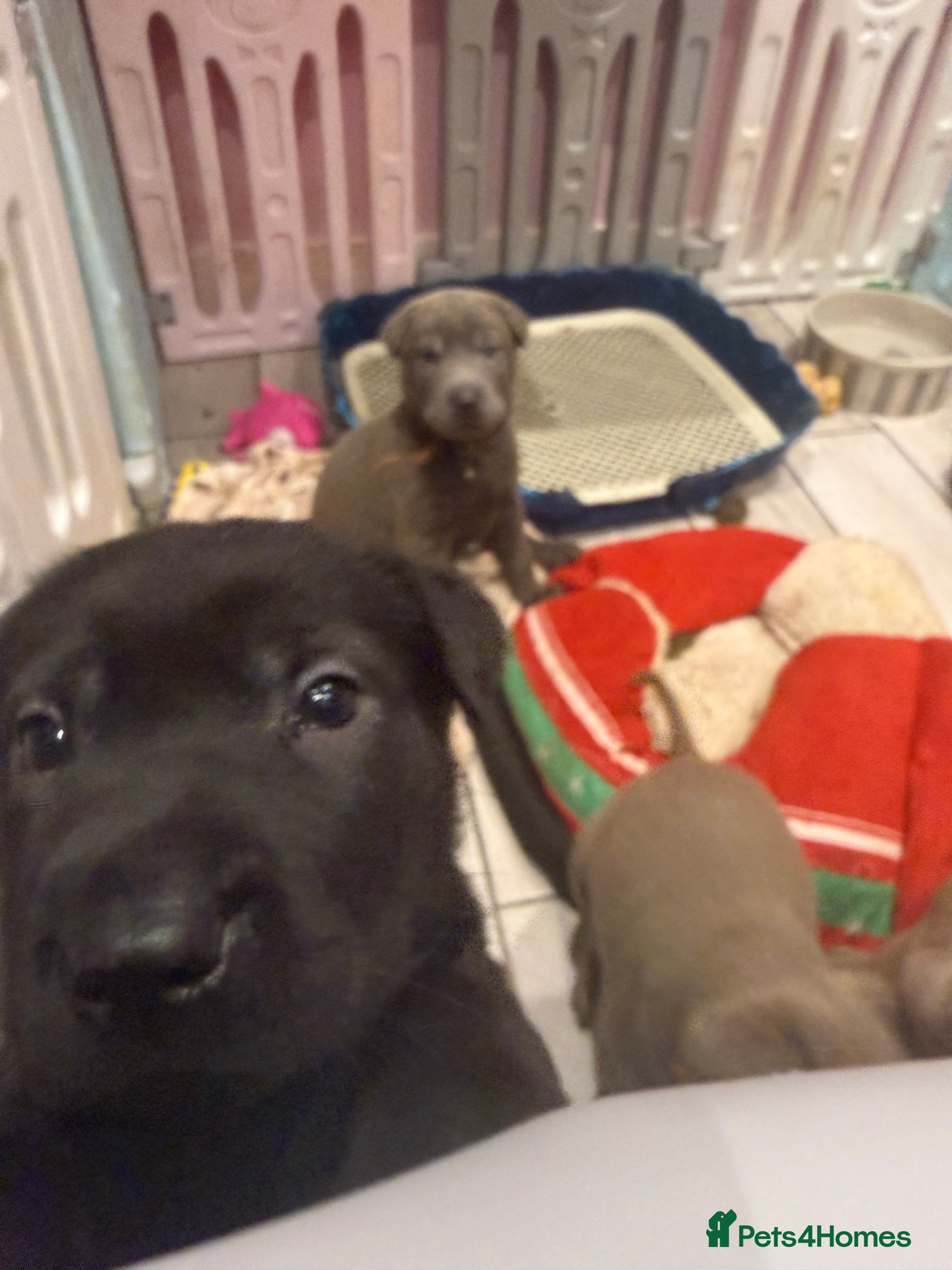 Mixed Breed dogs Ready 12 Jan Sharpei x Rhodesian ridgeback Hybrid - Advert 6