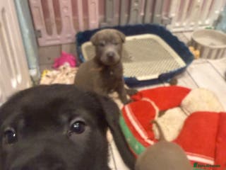 Mixed Breed dogs Ready 12 Jan Sharpei x Rhodesian ridgeback Hybrid - Advert 3