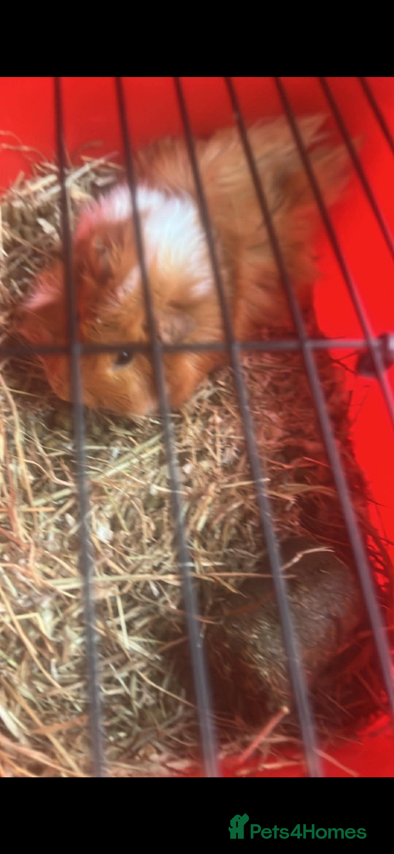 Guinea Pig rodents Toffee guinea pig for sale  - Advert 1