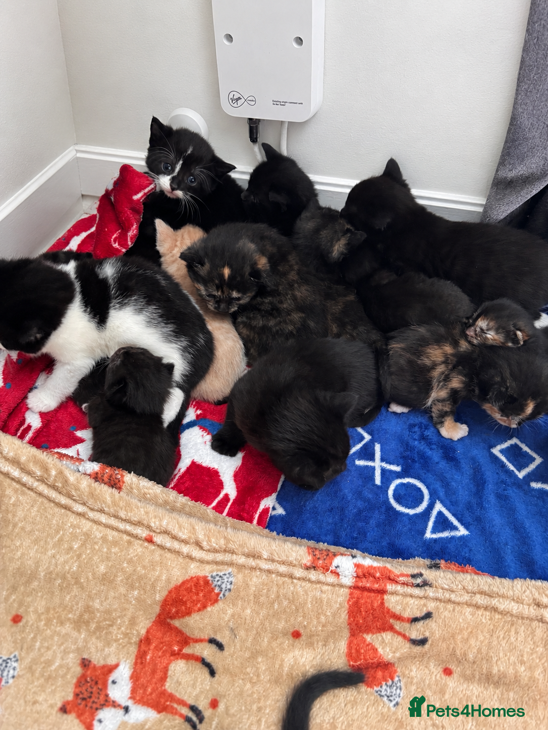 Mixed Breed cats for sale: Mixed Kittens in Dunfermline - Advert 2