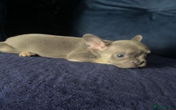 French Bulldog dogs for sale: French bulldog puppies ***ALL SOLD *** - Image 8