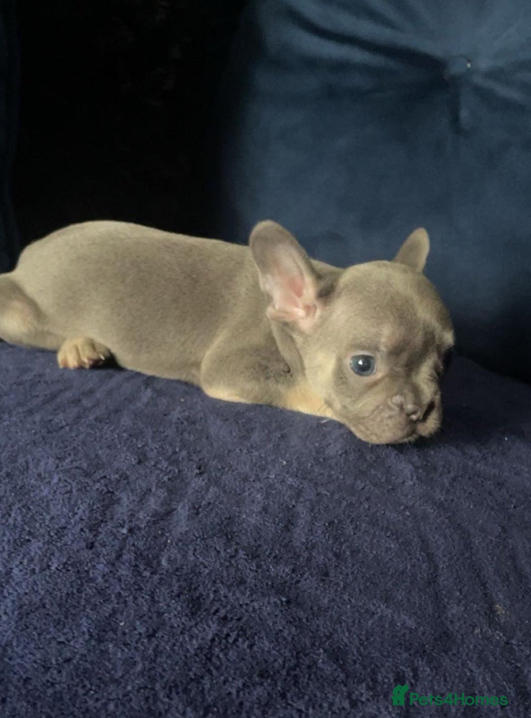 French Bulldog dogs for sale: French bulldog puppies ***ALL SOLD *** - Image 8