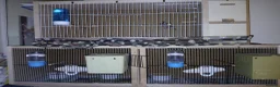 Finches birds for sale: Mixed finches + cages - Advert 1