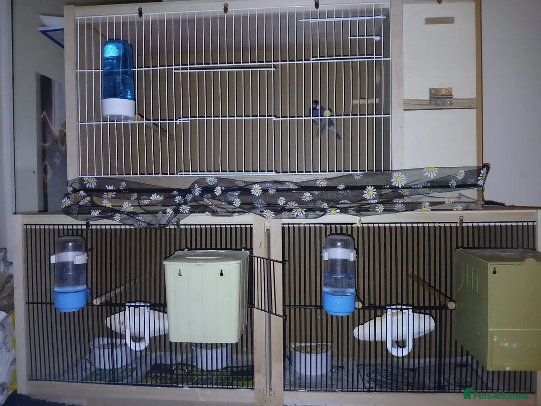 Finches birds for sale: Mixed finches + cages - Advert 1