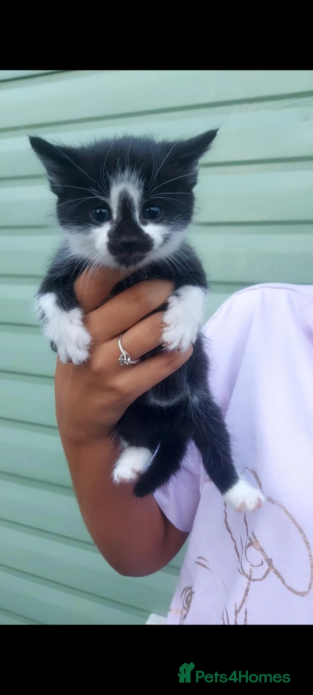 British Longhair cats for sale: Kittens for sale - Advert 2