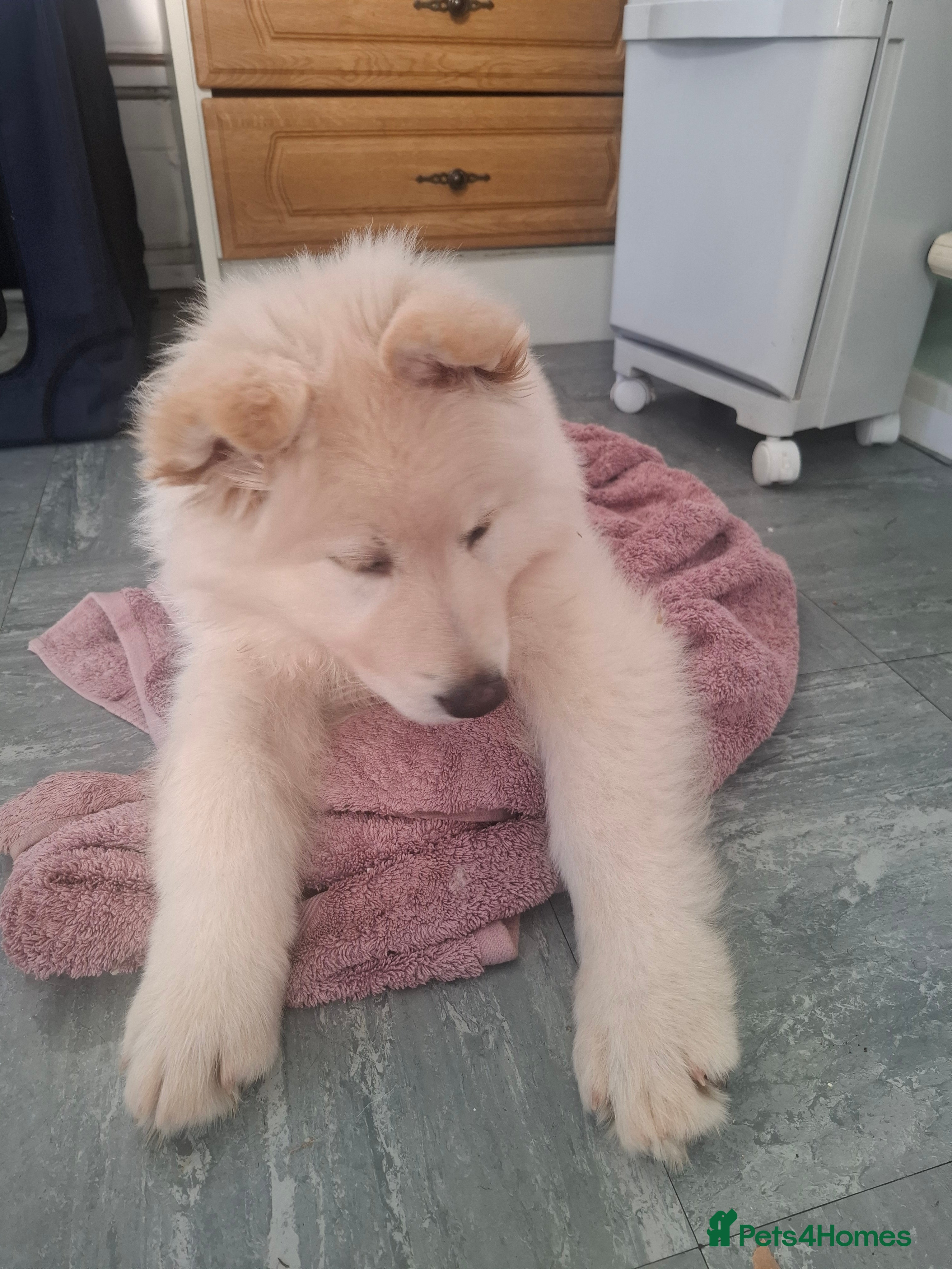 German Shepherd dogs White German Shepherd - Advert 4