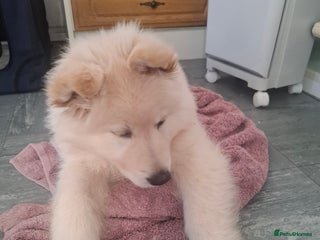 German Shepherd dogs White German Shepherd - Advert 17