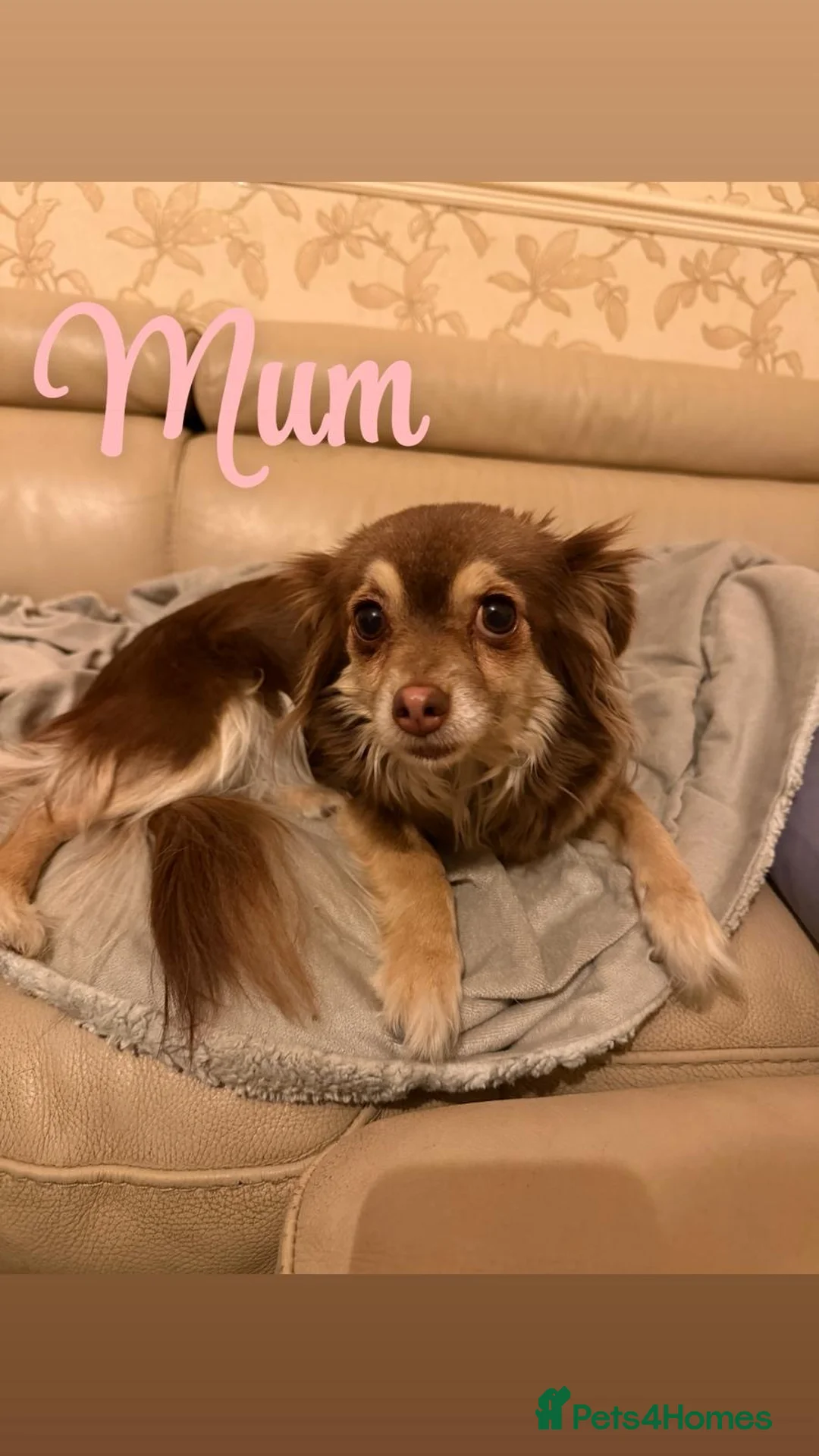 Chihuahua dogs for sale: Chihuahua pups  in Rickmansworth - Advert 2