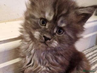 Maine Coon cats Pedigree Smoke Russian Line Mainecoons - Advert 18