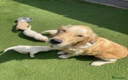 Golden Retriever dogs for sale: KC REGISTERED ®️ GOLDEN RETRIEVER PUPPIES 🐶 ❤️ - Image 22