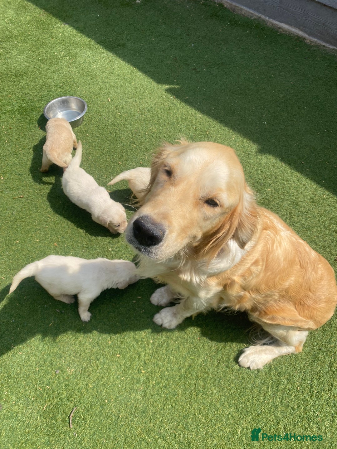 Golden Retriever dogs for sale: KC REGISTERED ®️ GOLDEN RETRIEVER PUPPIES 🐶 ❤️ - Image 22