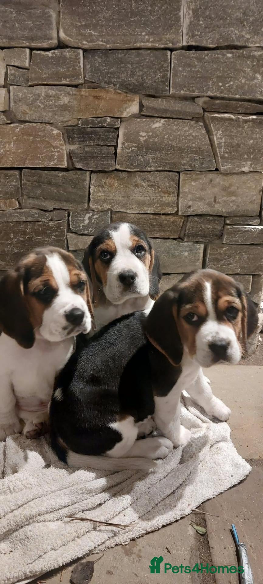 Beagle dogs Beautiful Beagle puppies  - Advert 1