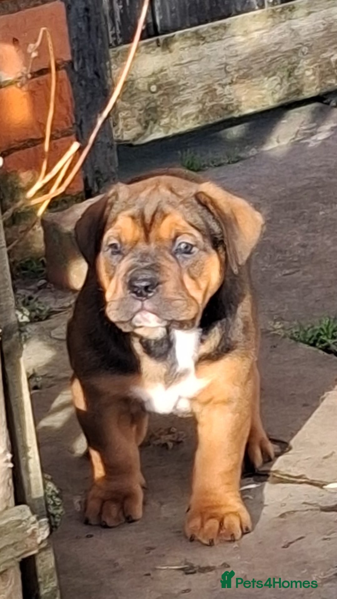 English Bulldog dogs for sale: Beautiful bulldog x rotty mastiff - Advert 22