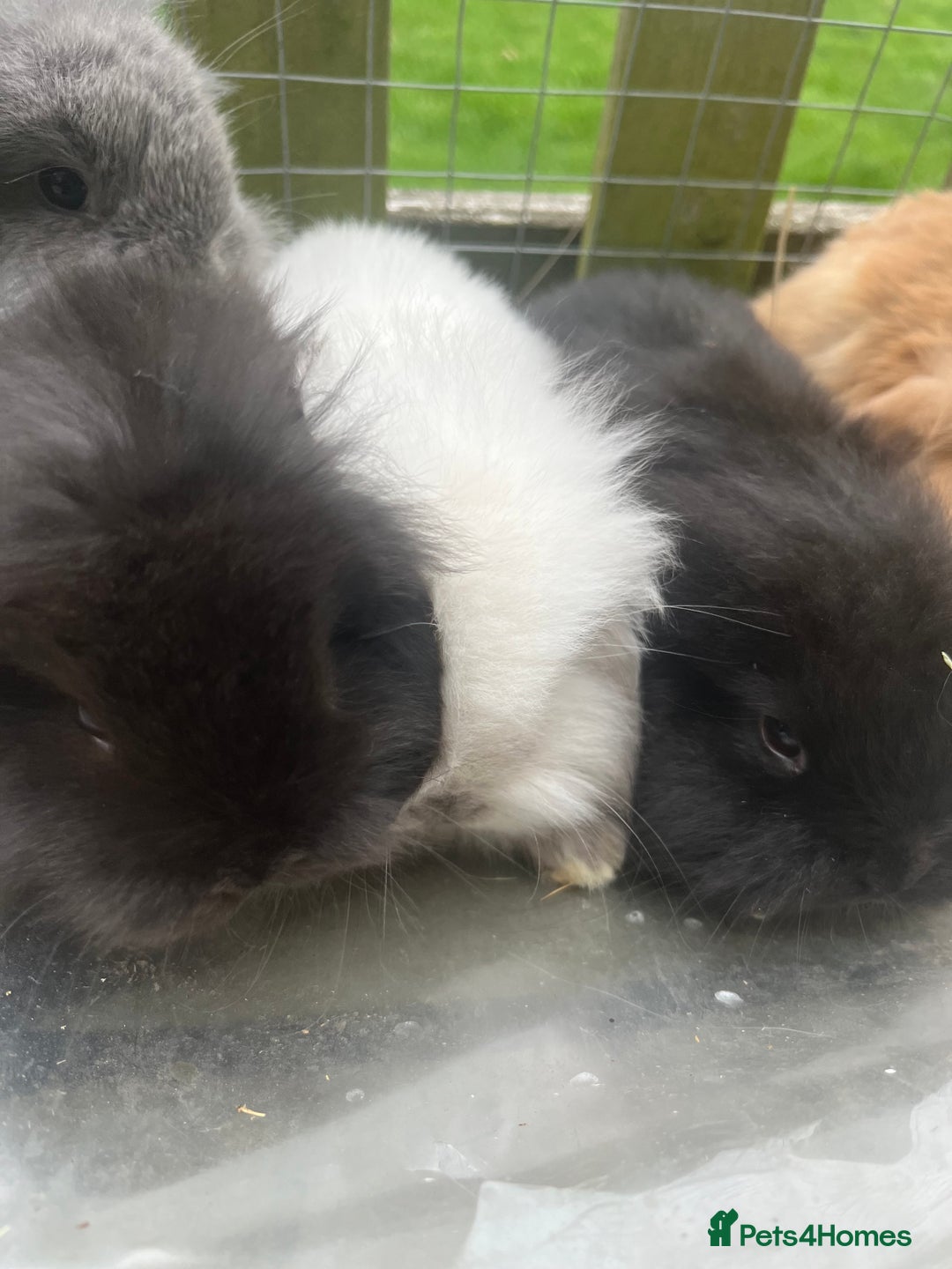 Mini Lion Lop rabbits for sale: Beautiful baby mini lion lops  - Image 5