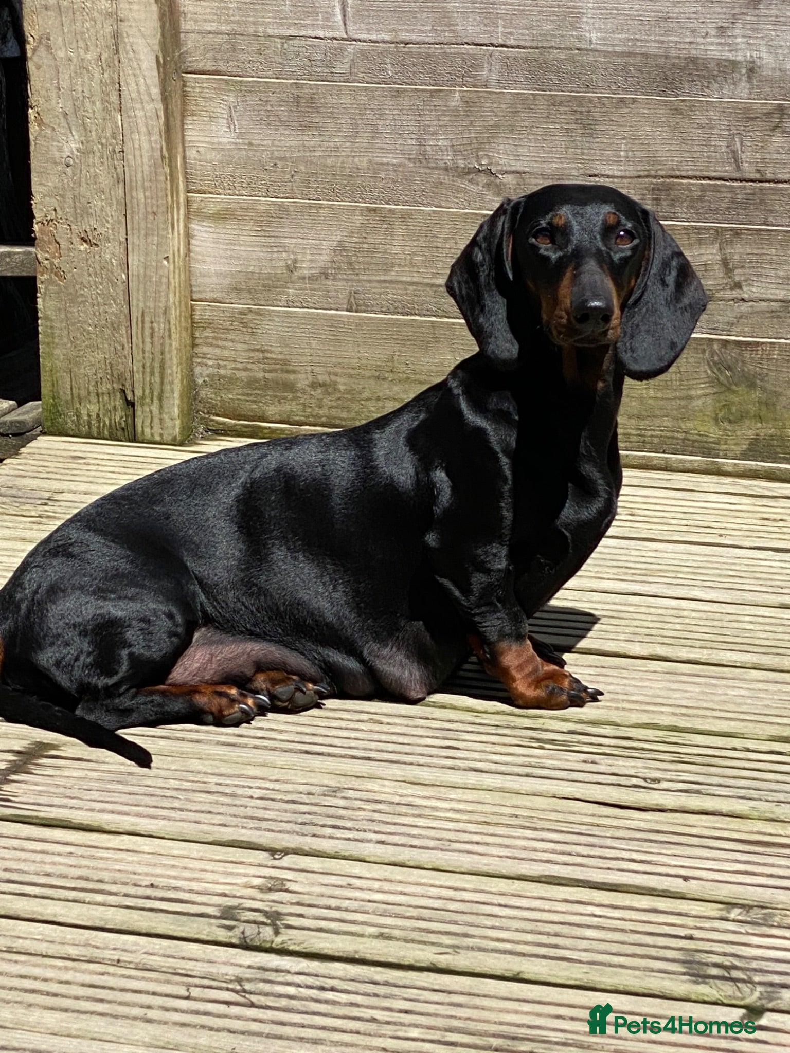 Dachshund dogs Tri coloured Dachshund - Advert 2
