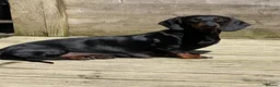 Dachshund dogs for sale: Tri coloured Dachshund - Advert 2
