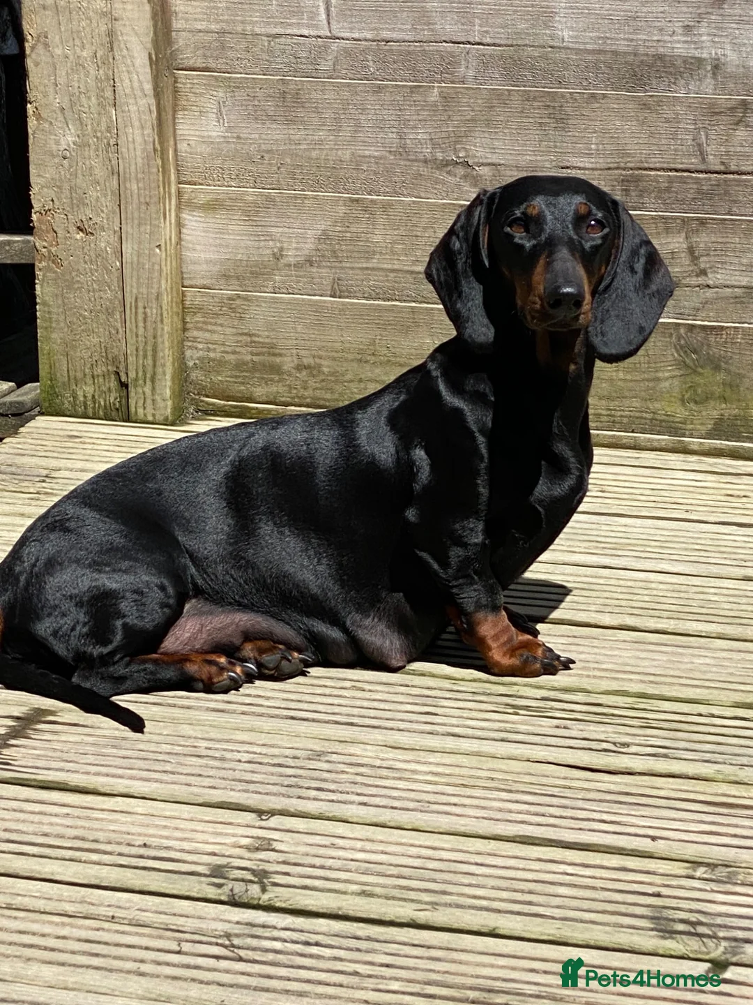 Dachshund dogs for sale: Tri coloured Dachshund - Advert 2