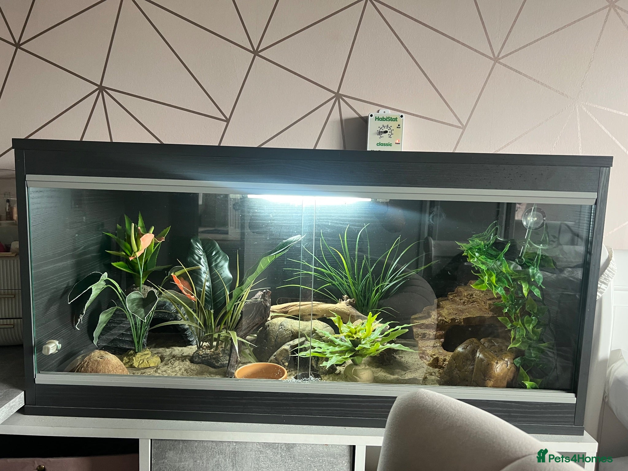 Leopard Gecko reptiles Leopard gecko and setup for sale  - Advert 1