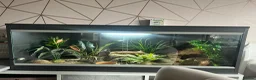 Leopard Gecko reptiles for sale: Leopard gecko and setup for sale  - Advert 1