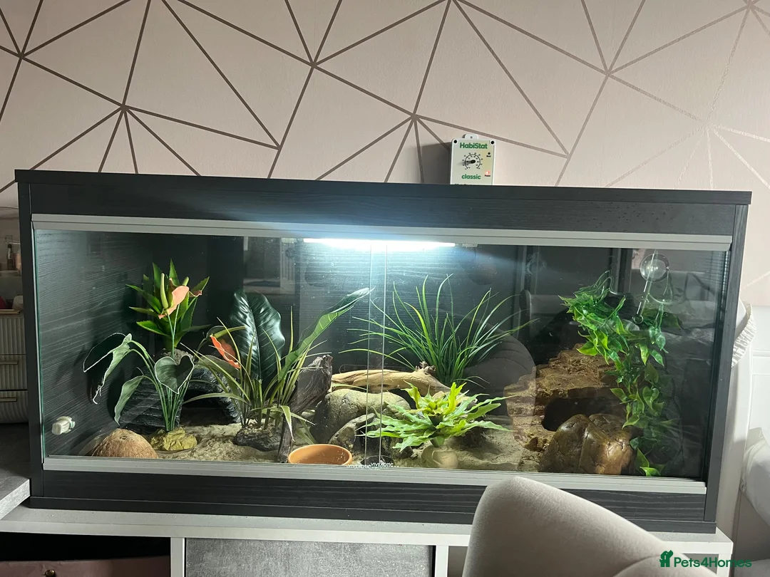 Leopard Gecko reptiles for sale: Leopard gecko and setup for sale  - Advert 1
