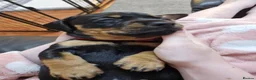Dachshund dogs for sale: 5 Dachsund Puppies (2 boys & 3 girls) - Advert 7